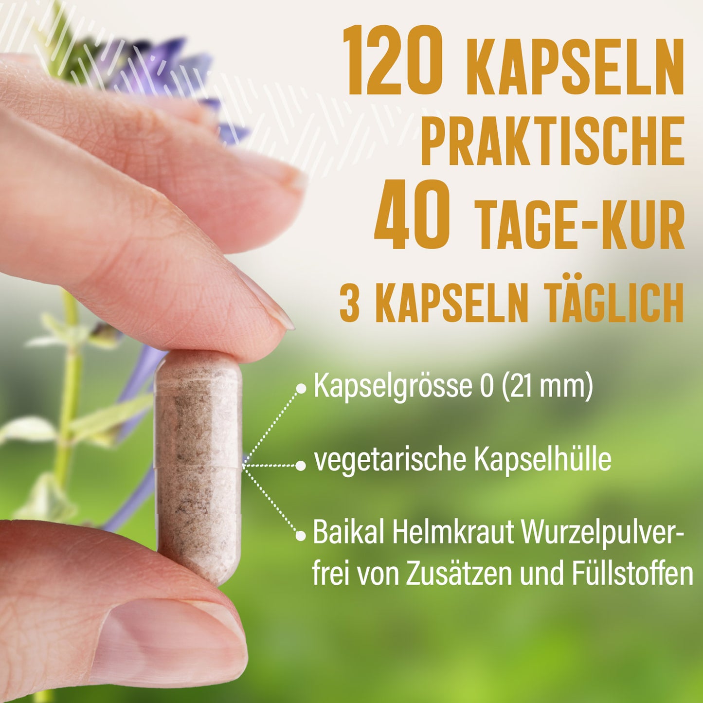 Baikal Helmkraut Kapseln – 120 Stück, 1410 mg Tagesportion