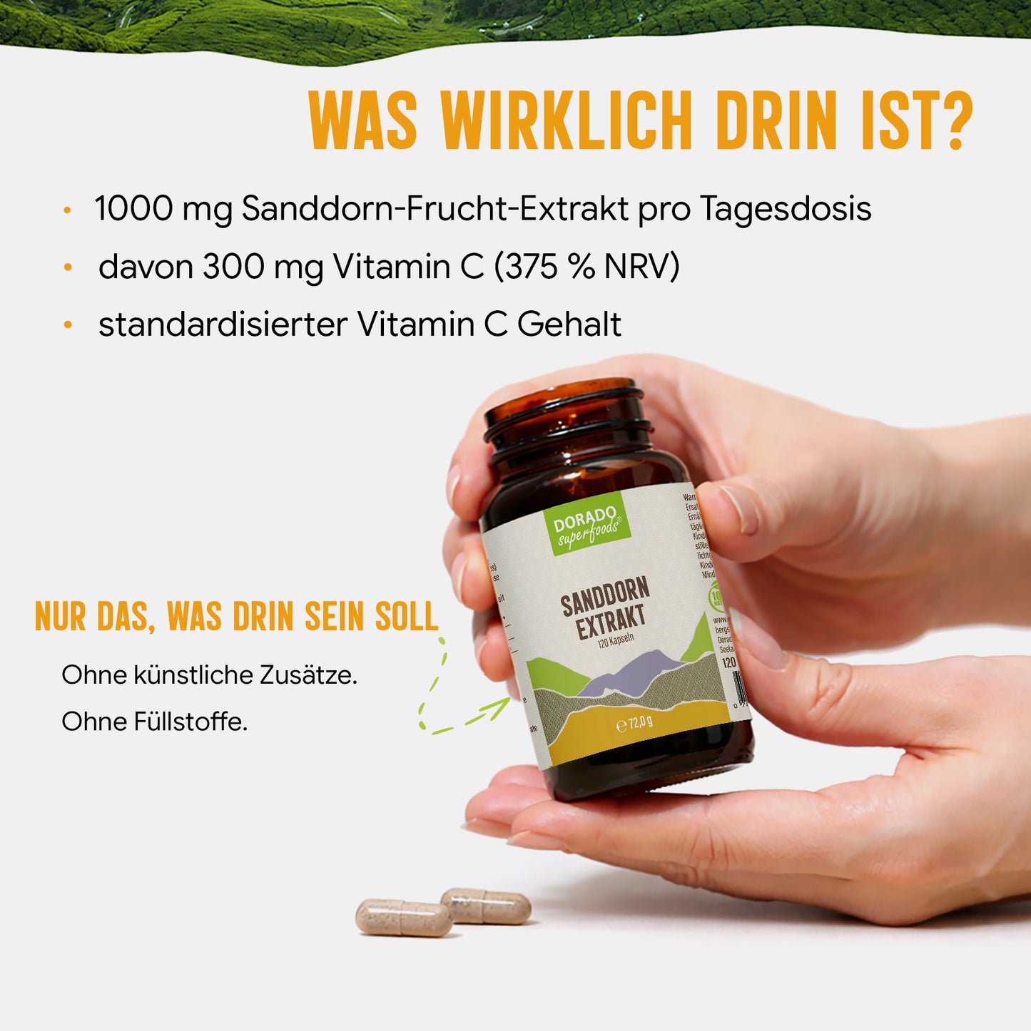 Sanddorn Extrakt Kapseln –  500 mg Frucht  – 30% Vitamin C | 120 Stück – 2 Monatsvorrat