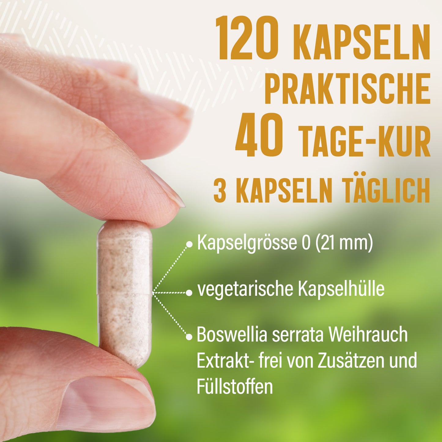 Weihrauch Kapseln aus Extrakt 65% - 120 Stück, 1380 mg Tagesportion - Boswellia serrata