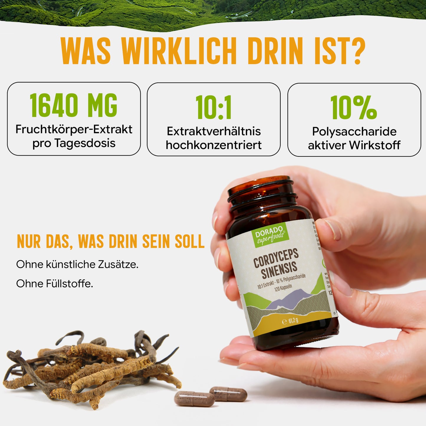 Cordyceps Pilz Kapseln hochdosiert | 410mg Extrakt | 10% Polysaccharide | 120 vegane Kapseln | Vitalpilz