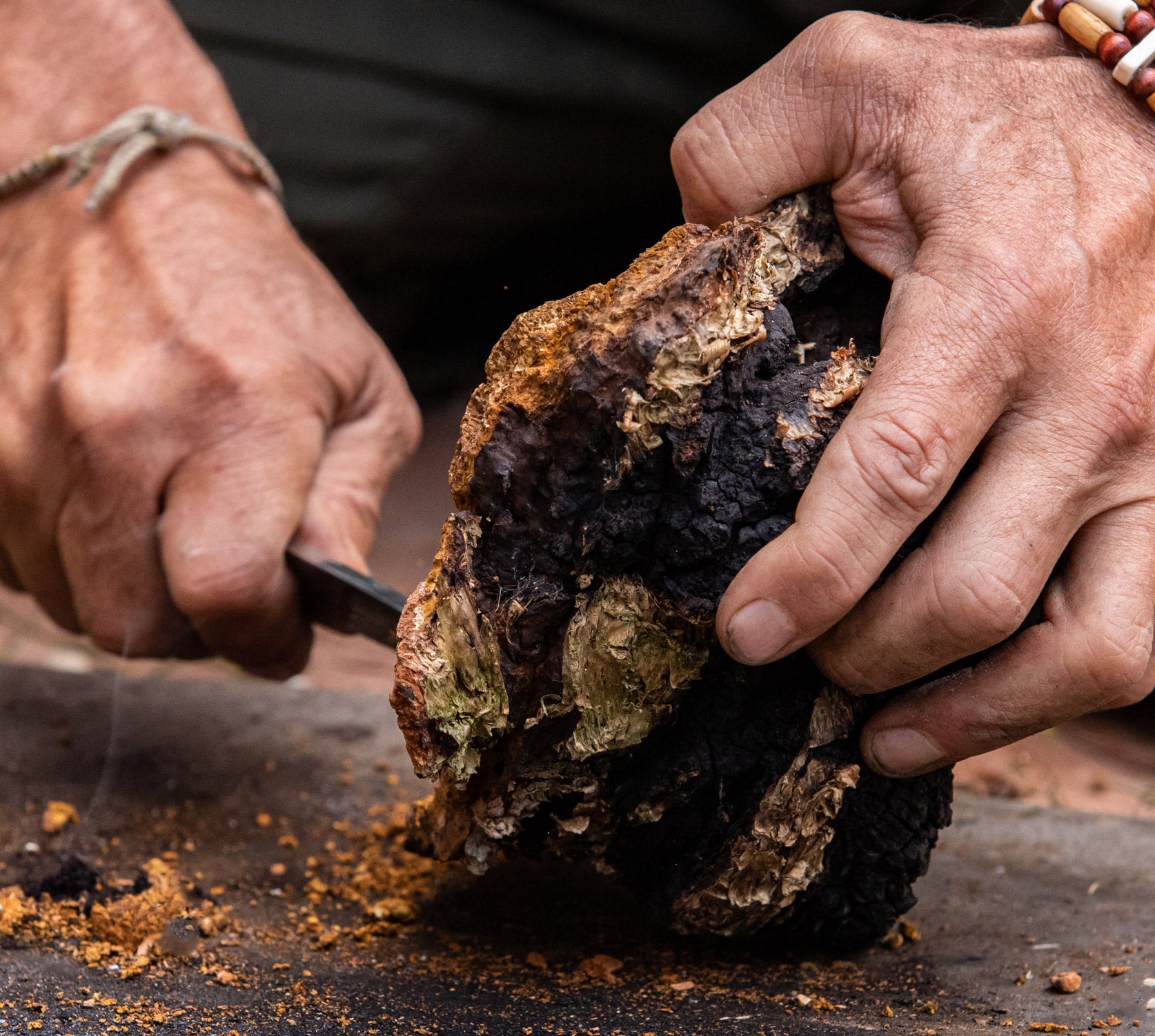 chaga-pilz.jpg__PID:a9a162e8-d52d-472d-b804-5c885626483e