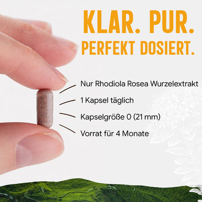 Rosenwurz Kapseln – 470 mg Rhodiola rosea Extrakt | 5 % Salidroside – 120 Stück 4-Monatsvorrat
