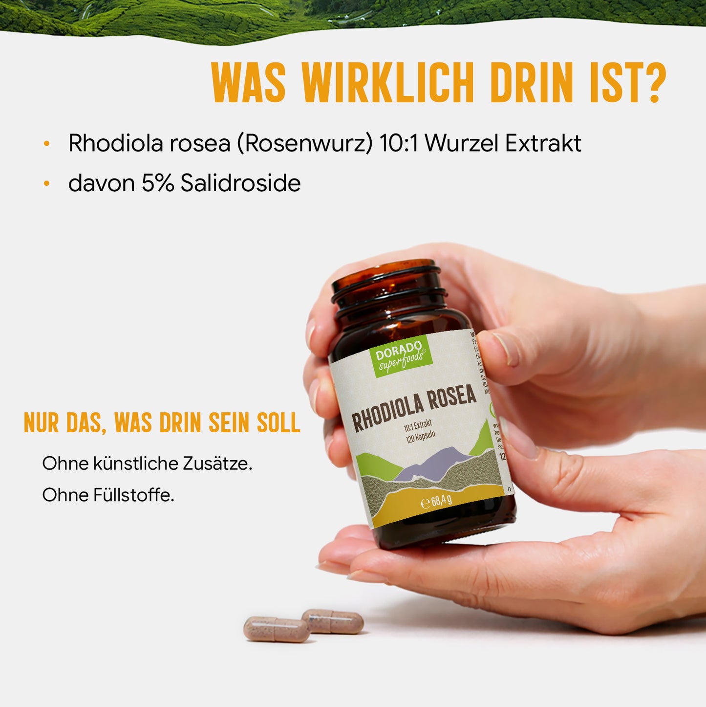 Rosenwurz Kapseln – 470 mg Rhodiola rosea Extrakt | 5 % Salidroside – 120 Stück 4-Monatsvorrat